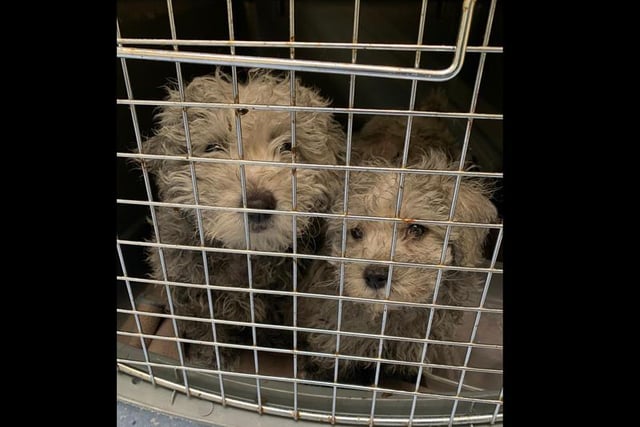 In the latest pup-smuggling bust, six young dogs were found covered in sticky oil in the back of a van at Dover port.