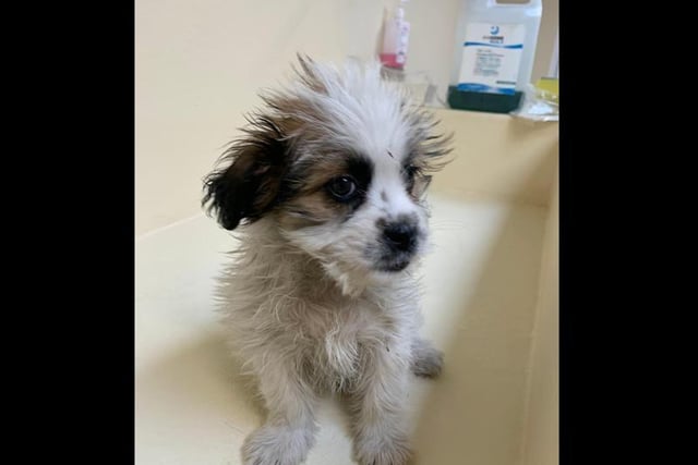 The three Maltese, two Havanese and one bichon frise pups, aged around 11 weeks old, were found in an appalling condition and suffering from diarrhoea.