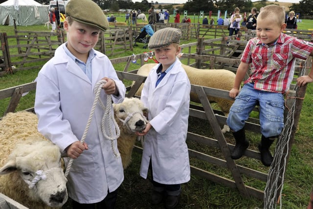 Alfie and Harry Barker 8 and 5 showing their sheep, watched by friend Henry Vickery, 5.