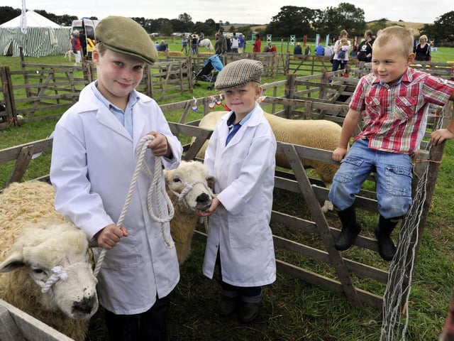 Alfie and Harry Barker 8 and 5 showing their sheep, watched by friend Henry Vickery, 5.