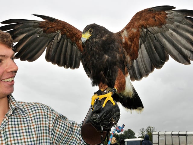 Dan Mercer with Gypsy the harris hawk.