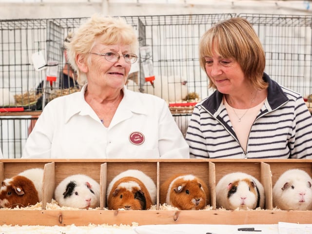 Guinea pig judging.