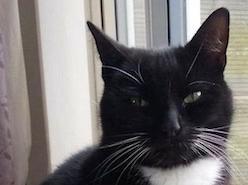 Dotty, who is two years old came into Leeds Cat Rescue from a family whose kids were not respecting her and she was retaliating. Dotty is going to make a wonderful companion to an experienced cat person/people in a child free quite home.