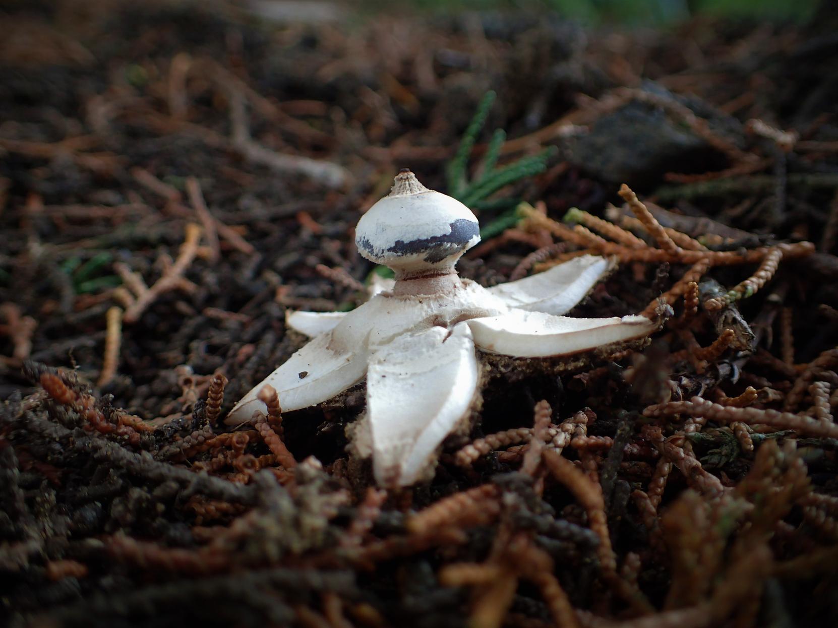 Autumn reveals a wealth of hidden treasures
