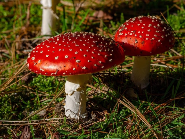 Fairy houses can inspire children