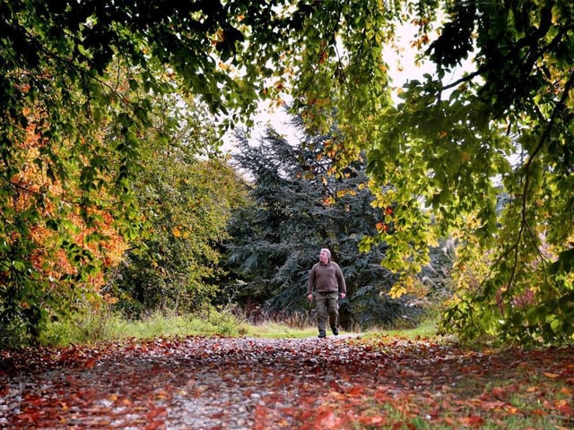The fallen leaves make an attractive carpet on which to walk
