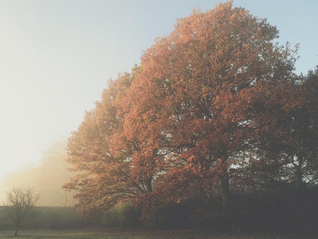The autumn colours slowly reveal themselves on a misty morn