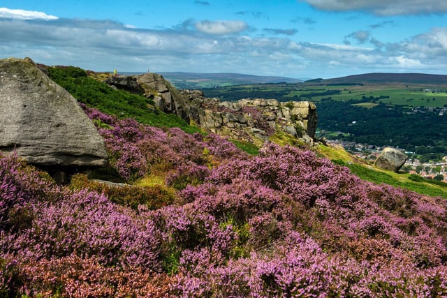 Flowering heather on Ilkley Moor over looking the Cow and Calf Rocks.