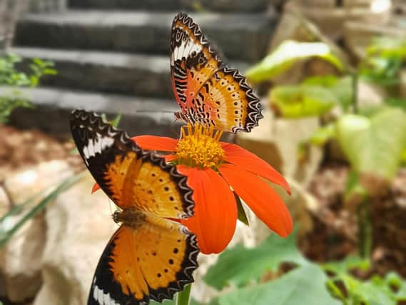The Butterfly Farm at Stratford-upon Avon
