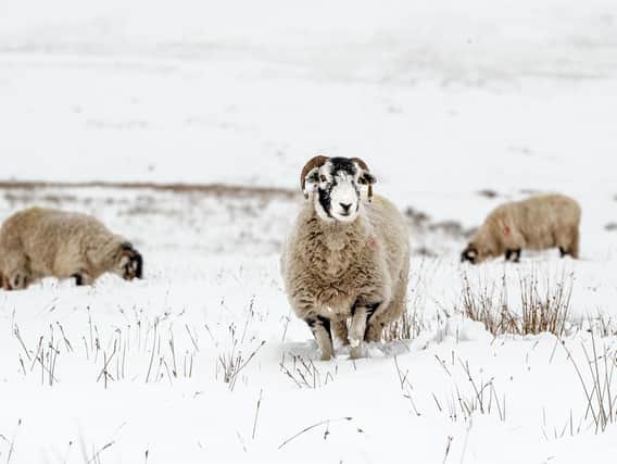 The best snow pictures from across Yorkshire (Photo: Danny Lawson/PA Wire)