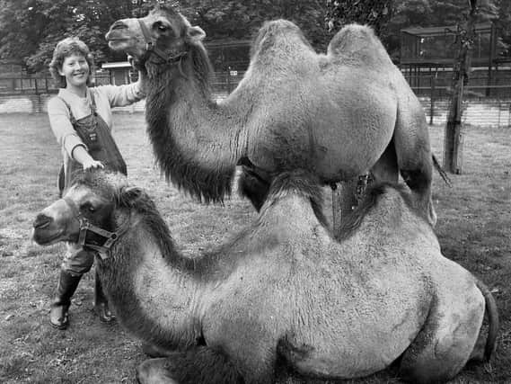 Attendant, Caroline Westhead, with Bactrian camels, Cleo and Caesar, introduced to Haigh Zoo in August 1981