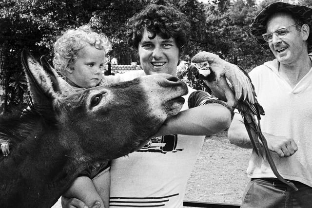 An encounter with friendly animals at Haigh zoo in 1975