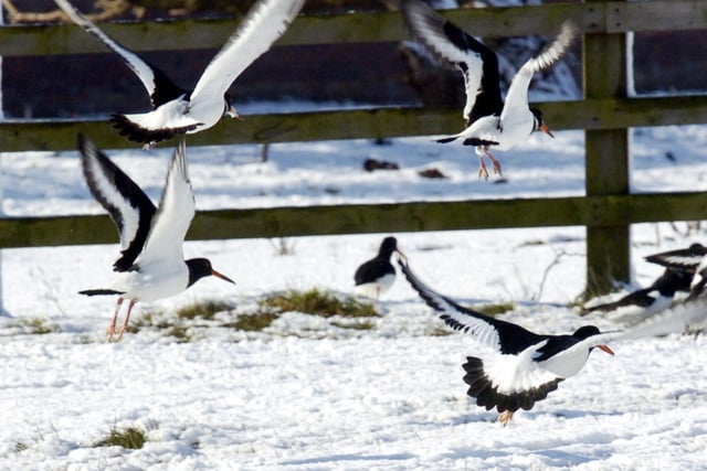 Oystercatchers fly off after looking for food in the country park, 100785c.