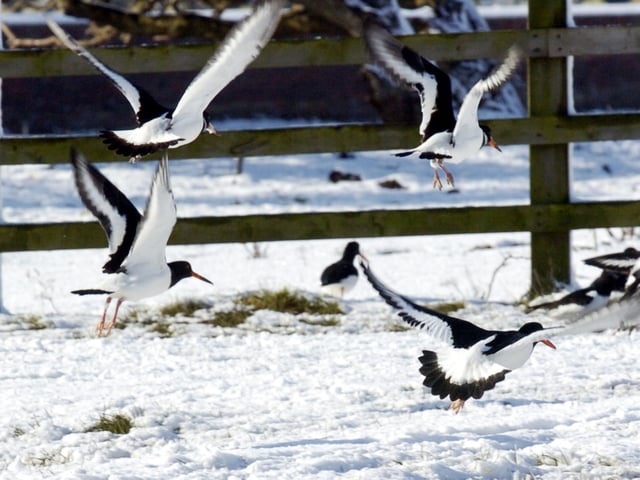 Oystercatchers fly off after looking for food in the country park, 100785c.