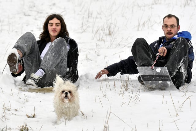 One of Gizzy the shih tzu's favourite tricks is running ahead of owner Dale Wigley, right, and his friend Johnny Mills when they were sledging down Oliver's Mount, 100791d.