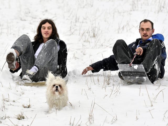 One of Gizzy the shih tzu's favourite tricks is running ahead of owner Dale Wigley, right, and his friend Johnny Mills when they were sledging down Oliver's Mount, 100791d.