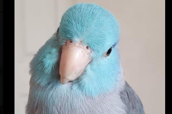 Rebecca O'Reilly shared Zazu the fearsome blue chicken! But he's not a lockdown pet because a) I've wanted another parrot for ages and b) we haven't been off work so our routine hasn't changed. Also no one would steal him or they'd soon bring him back."