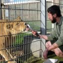 Animal Ranger Adam Spencer feeds Crystal the Lion at the park. Picture by Simon Hulme