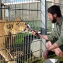 Animal Ranger Adam Spencer feeds Crystal the Lion at the park. Picture by Simon Hulme