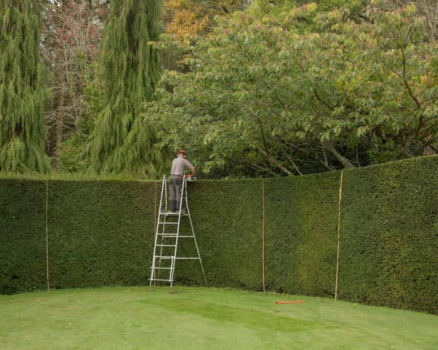 RHS research has shown that hedges have many benefits (photo: Adobe)