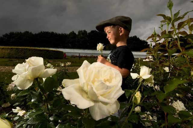 Patrick Harvey aged three from Leeds pictured amongst the White Roses, in the Rose Garden at Temple Newsam, Leeds