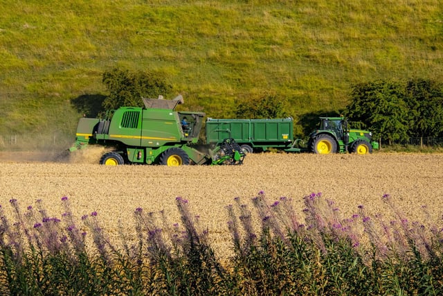 Farmers pass fireweed as they take advantage of the long hot dry weather to harvest the wheat in fields close to Thixendale in the Yorkshire Wolds.