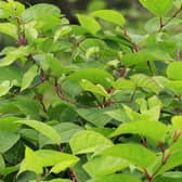 Scientists at the University of Leeds have discovered a possible breakthrough in controlling Japanese knotweed