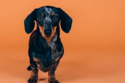 The top name for a Dachshund, also known as the sausage dog, is Rolo - inspired by Nestle’s famous roll-style chocolates filled with caramel, much like this breed’s distinctive colouring. The top ten names of choice for these short-legged lovelies also included Frank, Slinky, Coco, Minnie, Snoop, Digby, Peggy, Fudge and Sizzle.