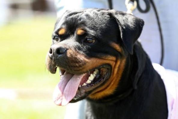 Tyson is a very popular name for Rottweilers. A tough name for a tough dog!The Rottweilers were known in German as Rottweiler Metzgerhund, meaning Rottweil butchers' dogs, because their main use was to herd livestock and pull carts laden with butchered meat to market.