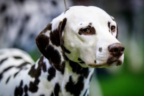 If you've seen the films it won't be a surprise to know the most popular name for Dalmations is Pongo.
They are known for their friendly, outgoing, energetic, playful and sensitive nature.
