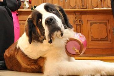 Known for their gentle, friendly, watchful and calm nature, the most popular name for St Bernards is Sully.