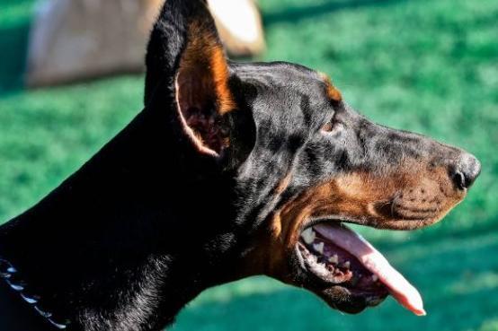 With its intelligent, energetic, fearless, loyal, obidient and confident nature, a favourite name for the Dobermann is Zeus.