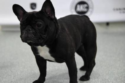 A popular name for the adorable French Bulldogs is Rocco.  They are known for being bright, playful, easygoing, sffectionate and lively.