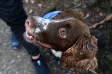 A very popular name for the lovely Springer Spaniel is Jasper. The English Springer Spaniel is a breed of gun dog in the Spaniel group traditionally used for flushing and retrieving game. They are known to be affectionate and excitable!