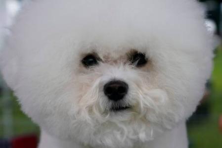 The most popular name for the playful, cheerful, affectionate, feisty, sensitive and gentle Bichon Frise is - Princess.