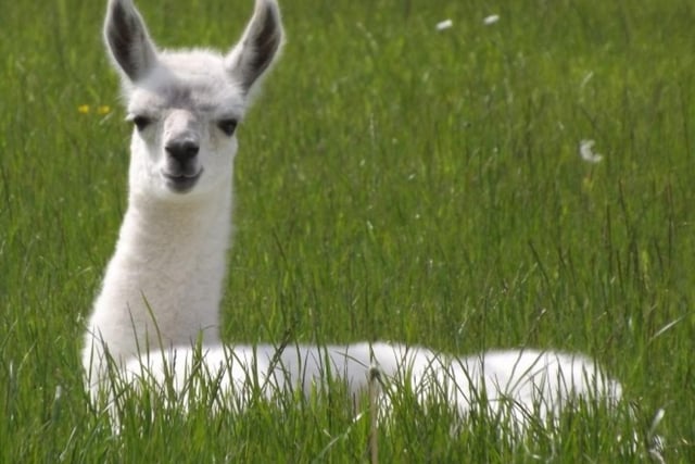 "We had an absolutely amazing time llama trekking at Catanger Llamas. Would definitely recommend a visit here, it was a fantastic experience!" TripAdvisor rating: 5