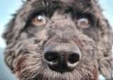 Buster