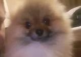 Alfie