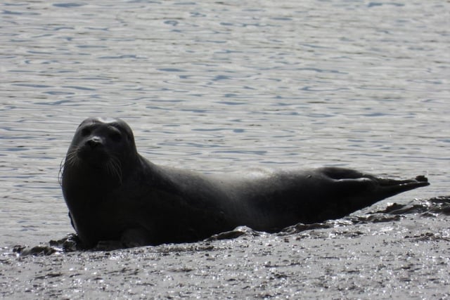 Another seal at Sovereign Harbour, this time sunbathing, again by Tara White. SUS-200909-102557001