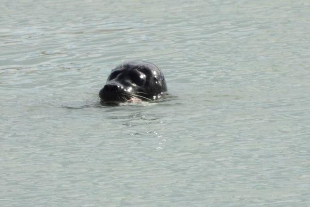 Seal swimming at Sovereign Harbour, by Tara White. SUS-200909-102436001