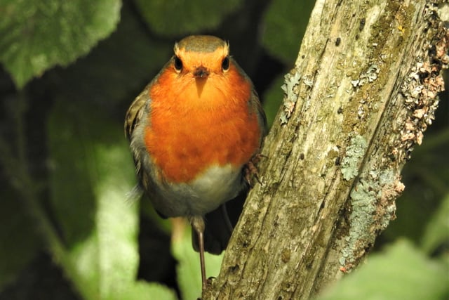 "Looking forward to Christmas?" asks Rob Torre, who snapped this robin on Pevensey Marshes. SUS-200909-104315001