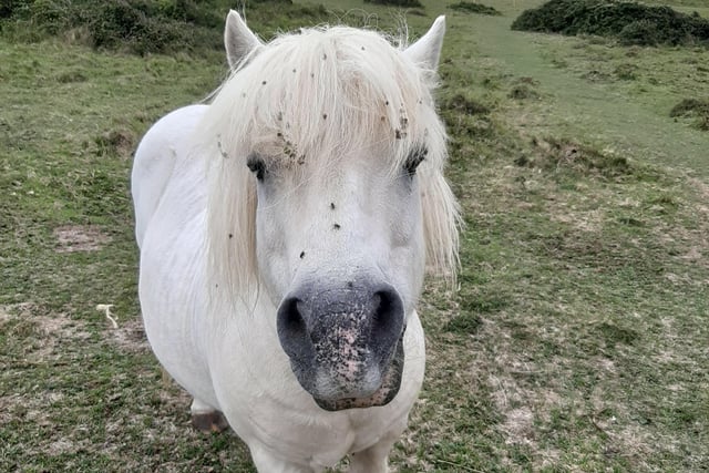 Friendly pony taking part in the Eastbourne downland conservation grazing project at Beachy Head, taken by Jeannine Williamson with a Samsung A50 phone. SUS-200909-104609001