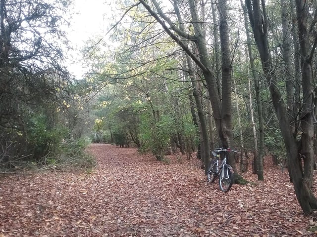 Carol Macfarlane Fallen leaves at Crown Lakes,Farcet