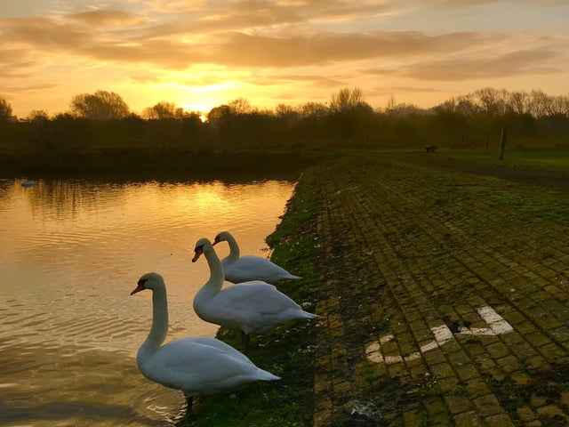 Caroline Chan swans by the rowing lake