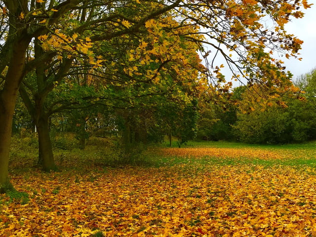 Caroline Chan autumn leaves near Westwood
