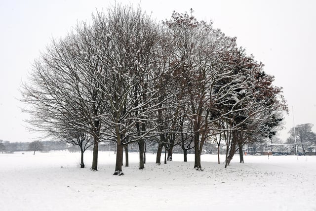 Snow-covered trees in Buckingham Park, Shoreham