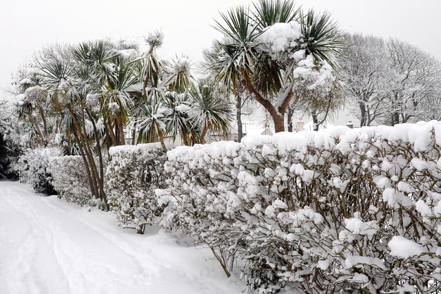 Snow-covered palm trees in Worthing