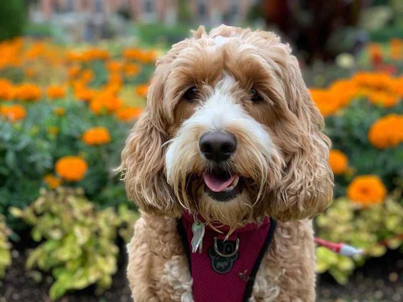 Lottie the Cockapoo (IG: Lottiehutchings_cockapoo1)
