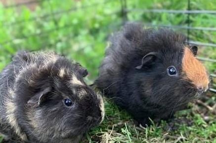 Honey and Ginger the guinea pigs (Abbie Fountain)