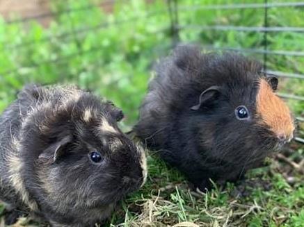 Honey and Ginger the guinea pigs (Abbie Fountain)